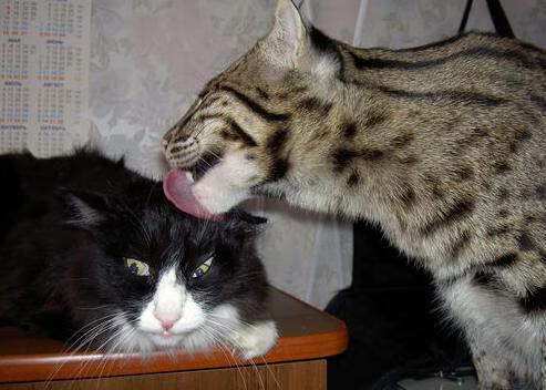 中国篮球对外援助与合作,推动全球体育交流,外援使用中国篮球cba