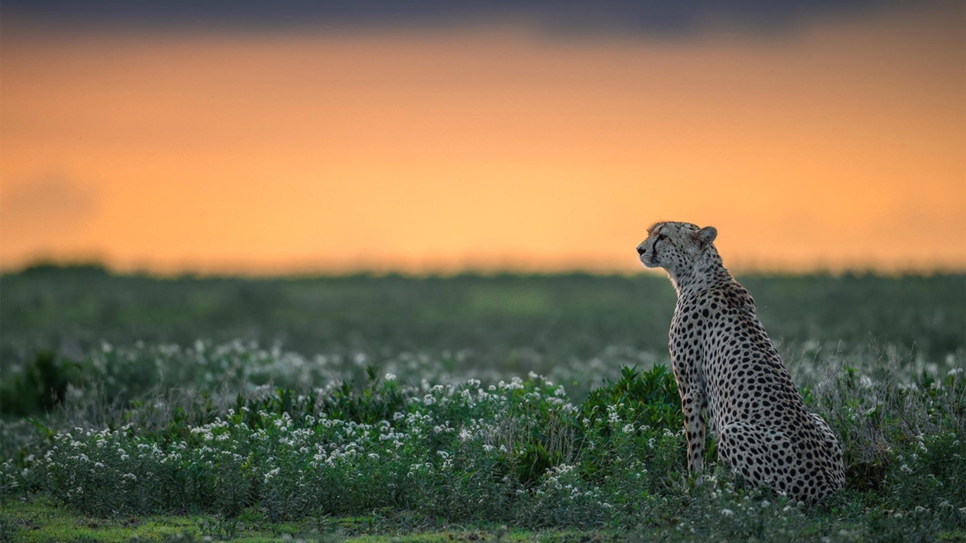 传奇战役再现，那些年我们一同追过的欧冠，欧冠经典回顾