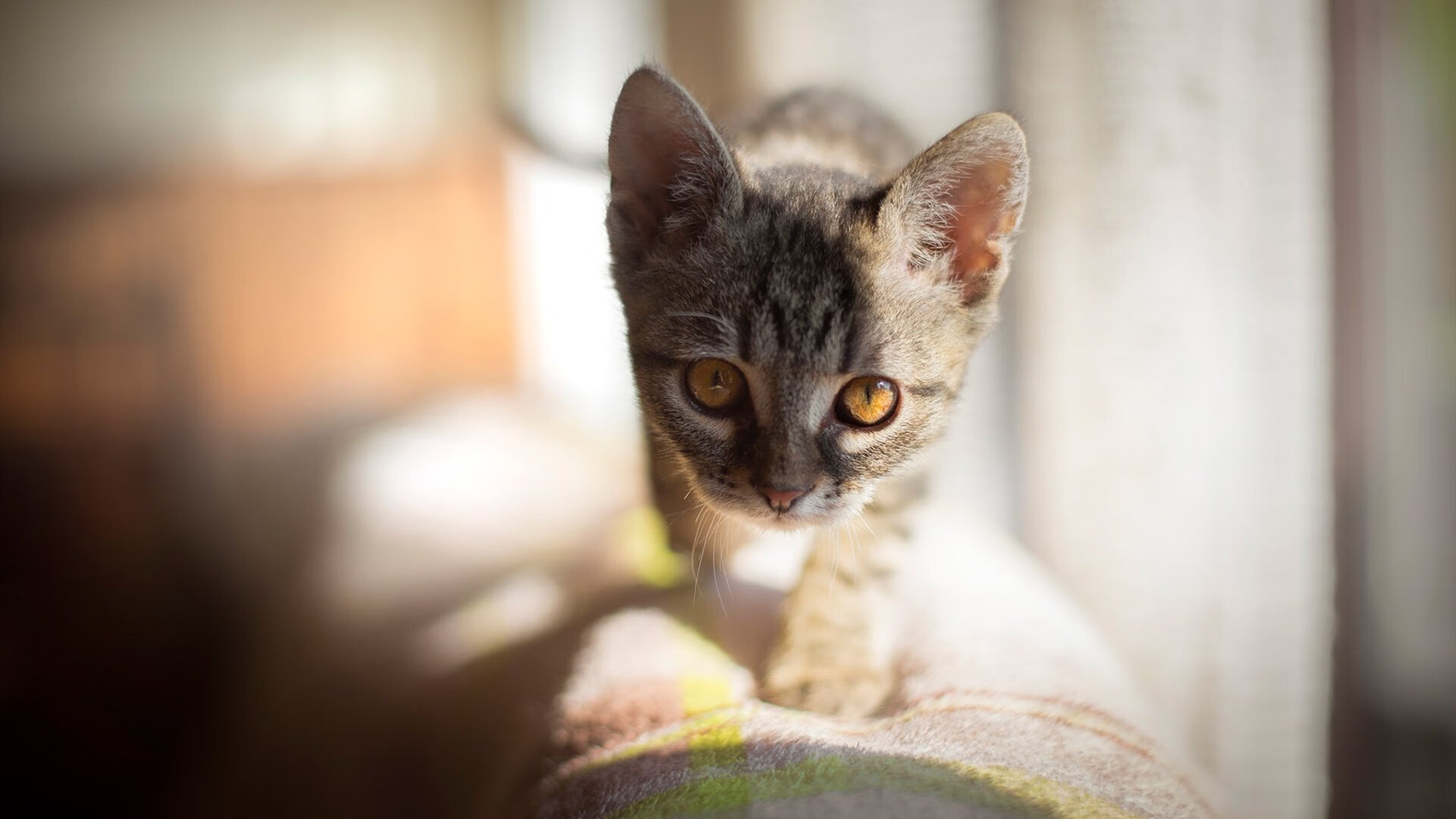 拜仁青年新星多次头角崭露，未来无限可期，拜仁新帅